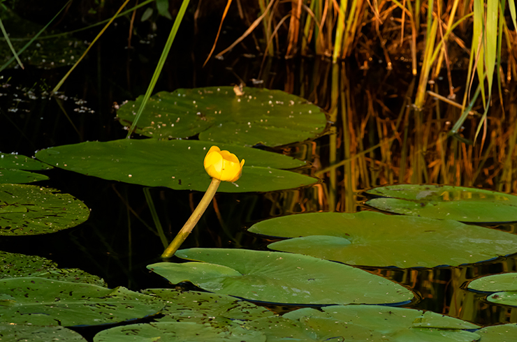 Кубышка желтая может выращиваться как в декоративных прудах, так и аквариумах