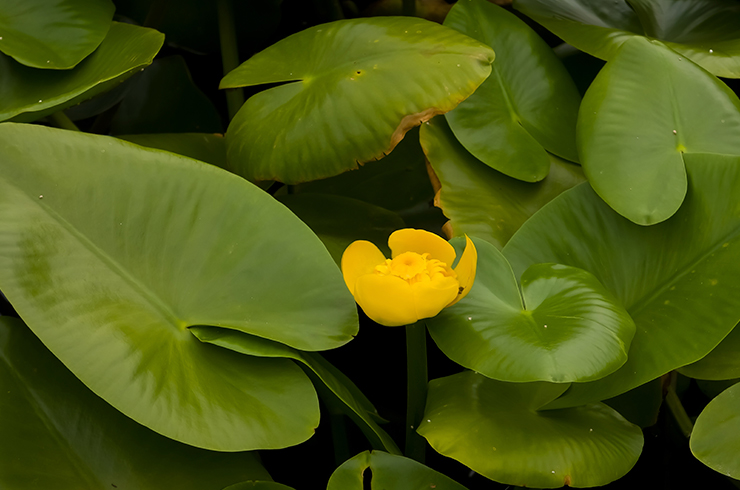 Кубышка желтая