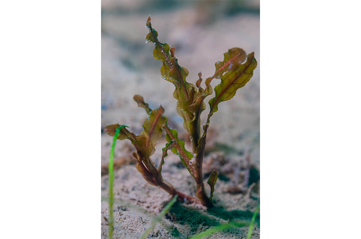 Курчавые листья рдеста