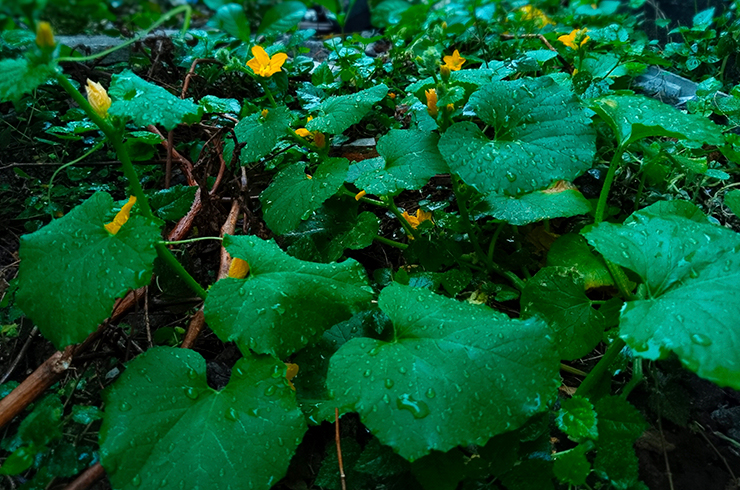 Листья калужницы болотной
