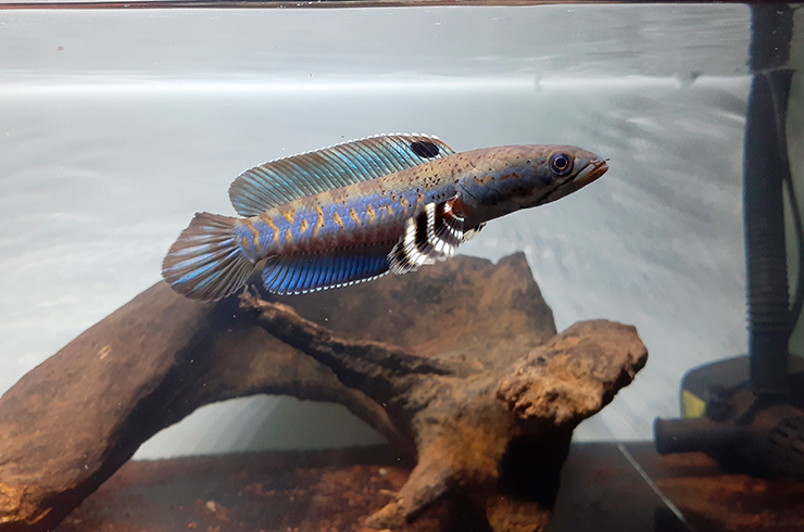 Мощная мускулатура тела – адаптация к жизни в водоемах с быстрым течением