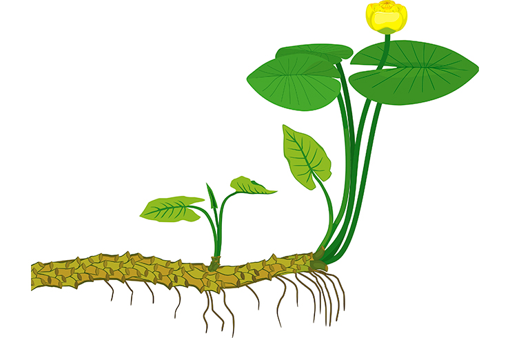 На схеме внешнего строения желтой кубышки хорошо видно корневище
