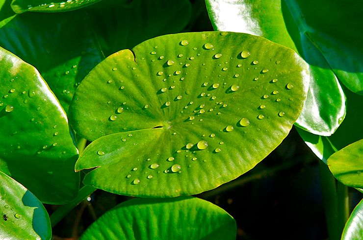 Надводные листья кубышки желтой отличаются высокой декоративностью