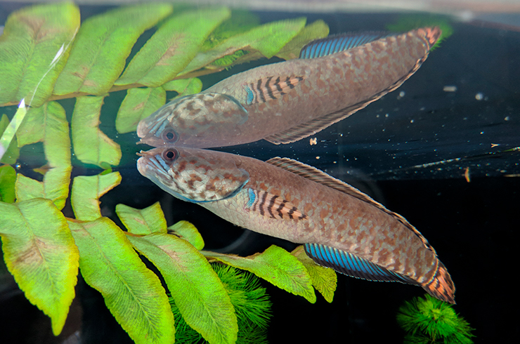 Радужный змееголов способен дышать атмосферным воздухом