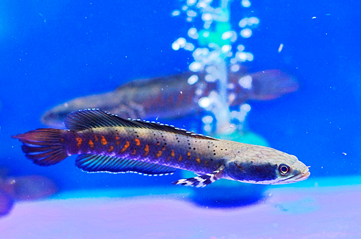 Радужный змееголов в аквариуме