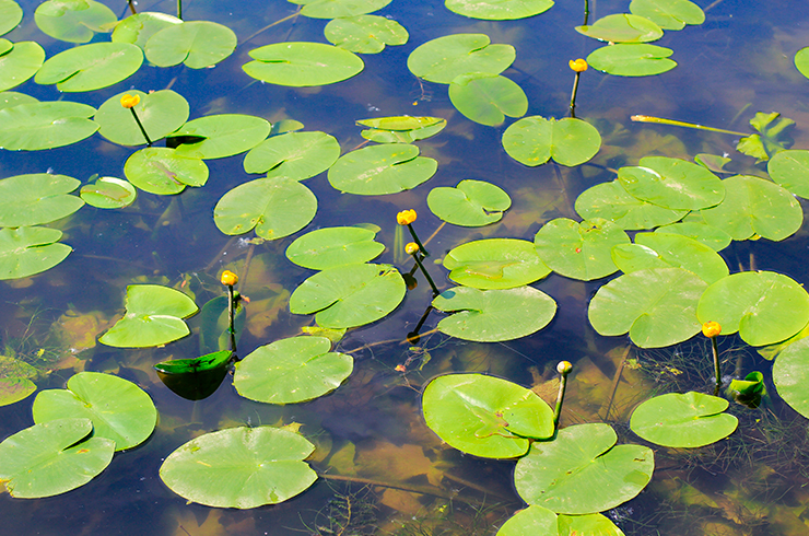 Размножается кубышка частями корневища или семенами