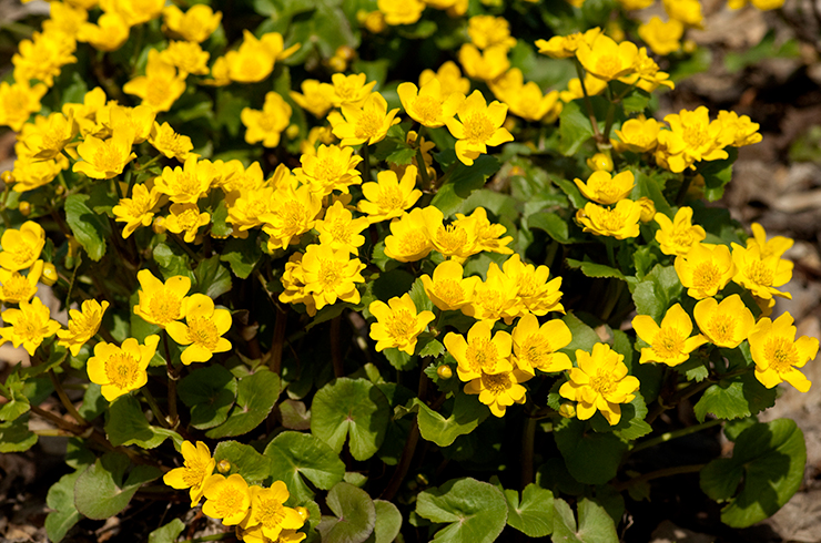 Размножить калужницу болотную можно не только вегетативно, но и семенами