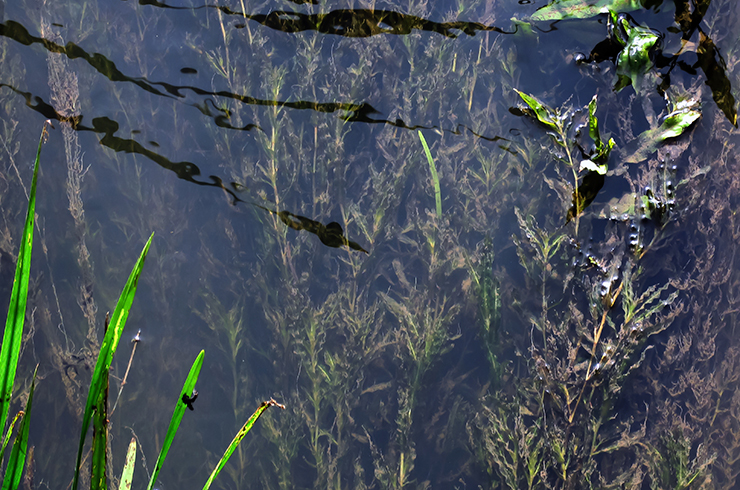 Рдест курчавый активно насыщает воду кислородом и выполняет еще целый ряд экологических функций