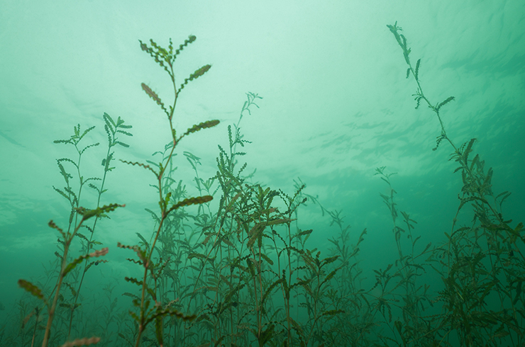 Рдест курчавый — частый житель медленно текущих водоемов умеренного пояса