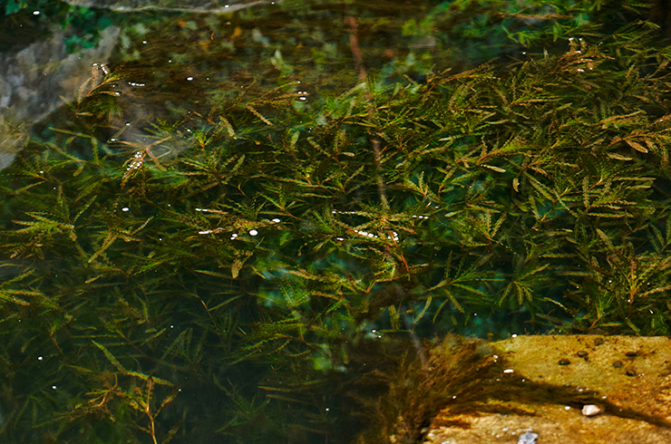 Рдест курчавый неприхотлив в содержании, но любит прохладную воду