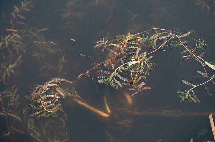 Рдест курчавый