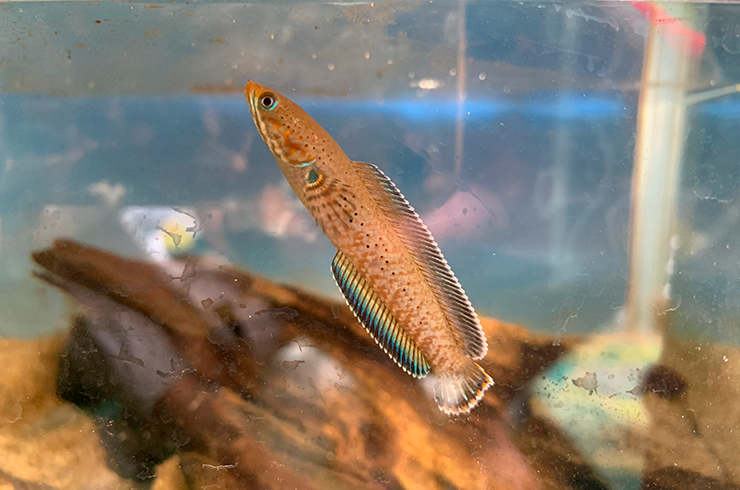 Самки змееголова андрао окрашены в более теплые тона