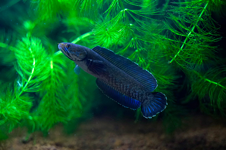 В отличии от большинства сородичей, змееголов андрао не требует больших объемов