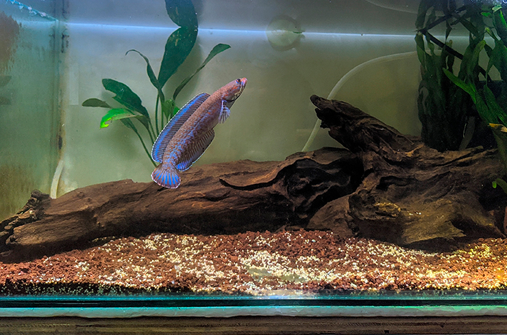 Видовой аквариум – лучший вариант для содержания змееголова андрао