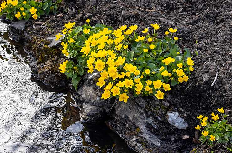 Влага, свет и питательная почва – всё, что требуется для выращивания болотной калужницы