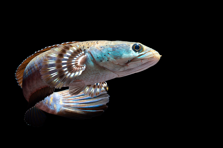 Внешний вид змееголова пульхер сразу выдает нам хищника