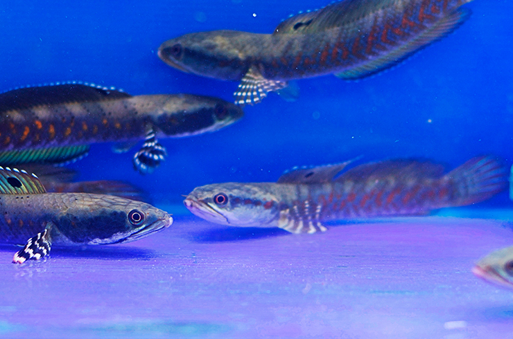 Юные змееголовы мирно сосуществуют друг с другом, но с возрастом ситуация меняется