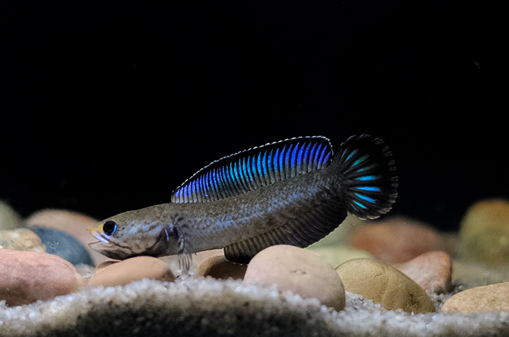 Змееголов андрао один из самых маленьких представителей рода