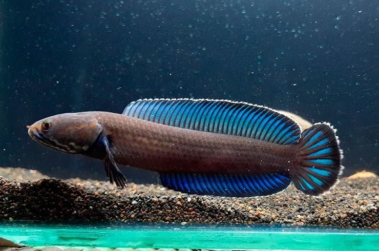Змееголов андрао. Внешний вид