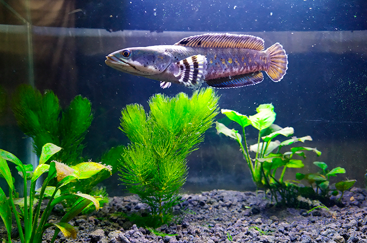 Змееголов пульхер не портит живые растения