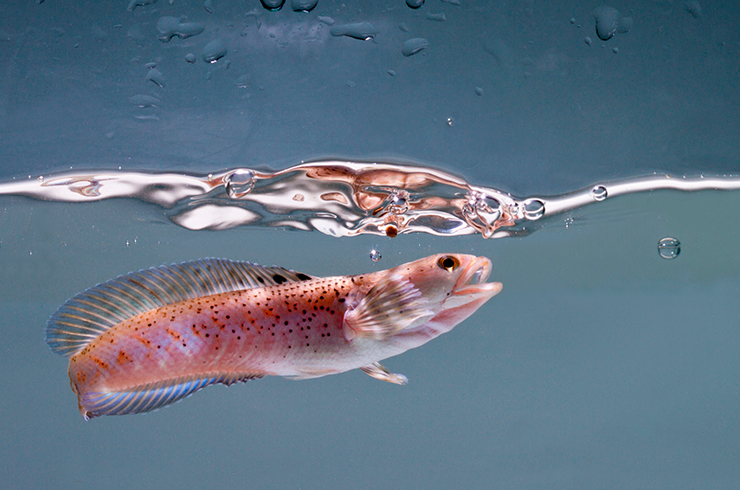 Змееголов пульхер способен использовать для дыхания атмосферный воздух