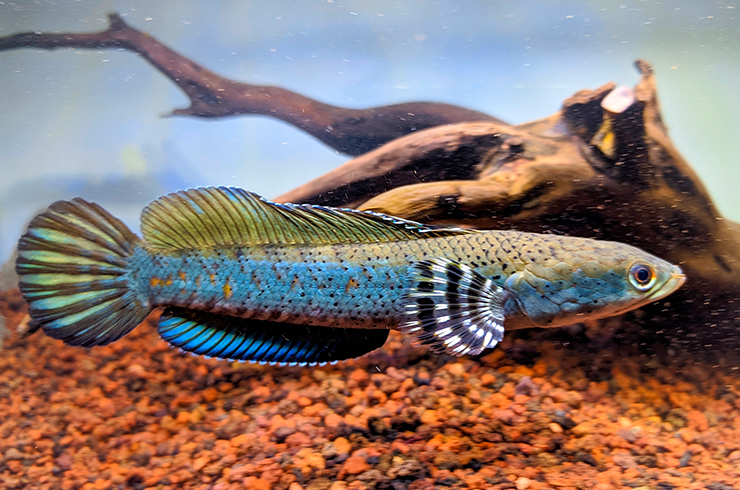 Змееголов пульхер в аквариуме