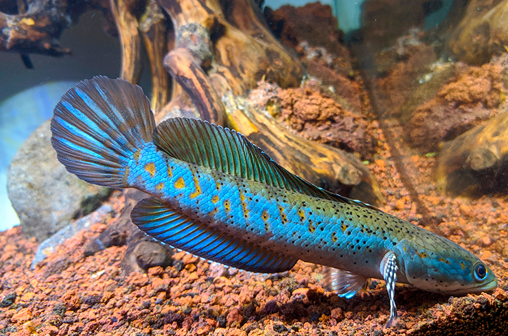 Змееголова пульхер лучше содержать поодиночке или устойчивой парой