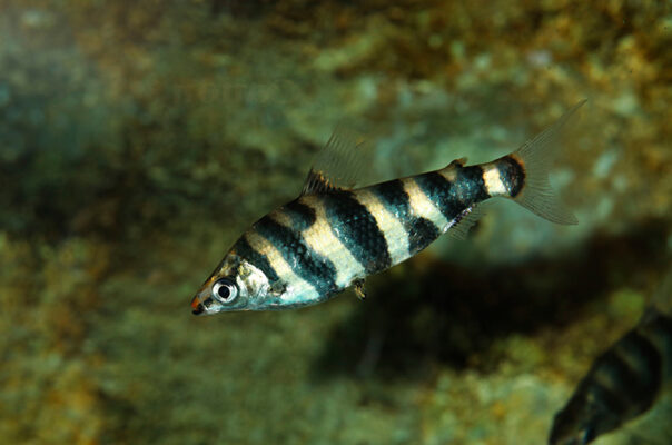 Абрамитес мраморный