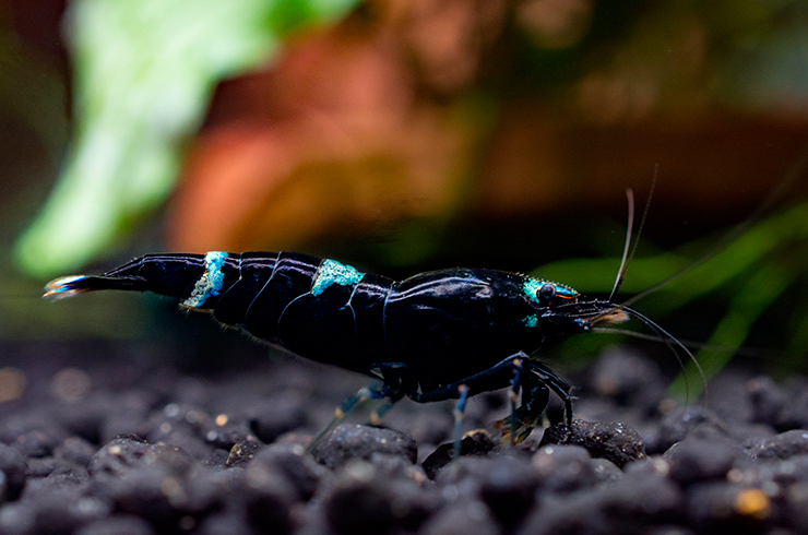 Чем меньше светлых полосок, тем ценнее экземпляр креветки Кинг Конг