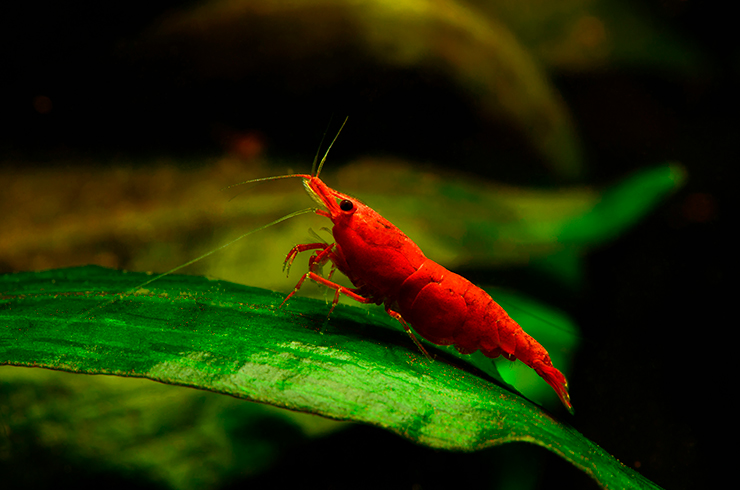 Чем ярче окраска, тем выше ценность креветки Красный огонь