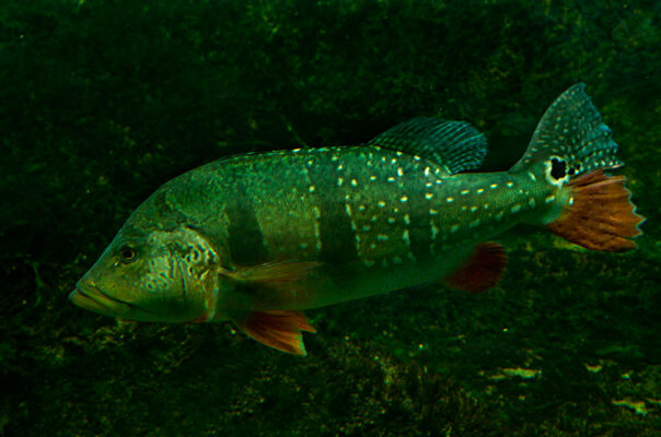 Цихла теменсис