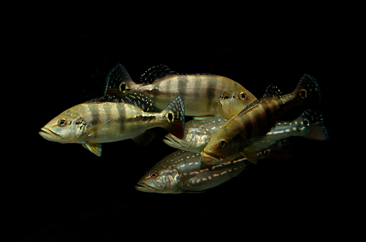 Цихла теменсис в компании цихлы Азул