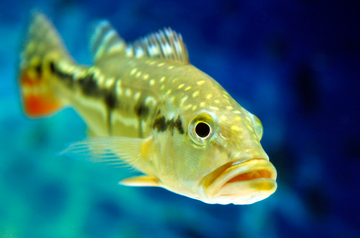 Цихлы теменсис (особенно молодые) неплохо привыкают к качественным сухим кормам для цихлид