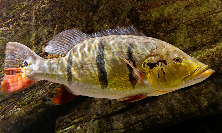 Для содержания цихлы теменсис потребуется просторный аквариум с мощной системой фильтрации