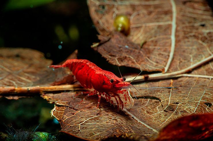 Добавление в воду сушеных листьев положительно скажется на содержании креветок Красный огонь