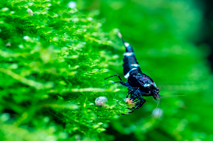 Качественные сухие корма обеспечат «Кинг Конгам» крепкое здоровье и яркий окрас