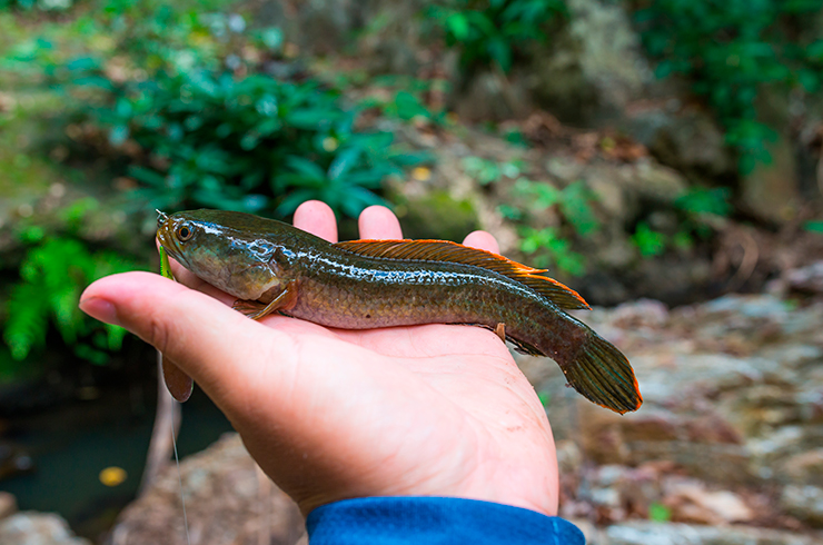 Карликовый змееголов, пойманный на севере Таиланда