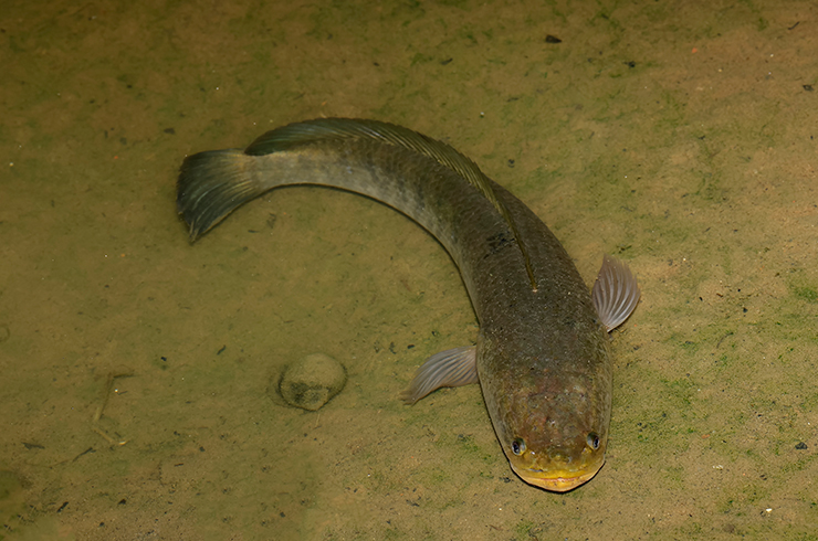 Карликовый змееголов в природном водоёме