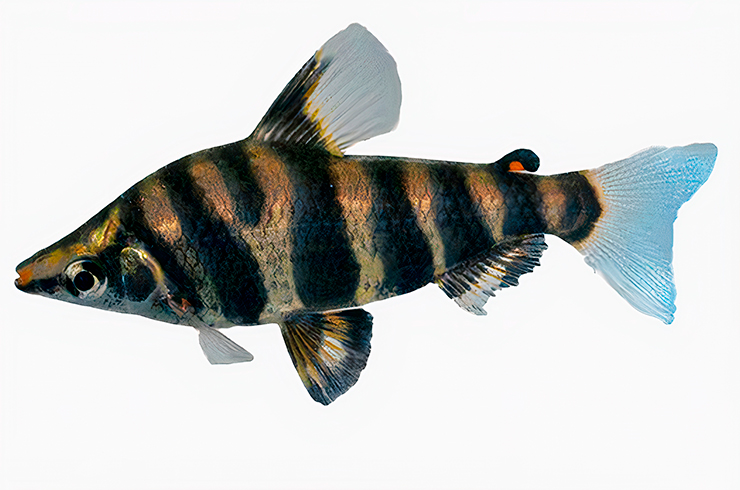 Контрастная полосатая окраска смотрится очень красиво