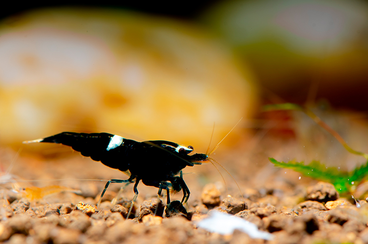 Креветка Кинг Конг была получена искусственно