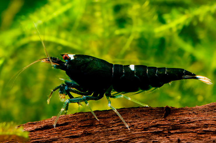 Креветка Кинг Конг