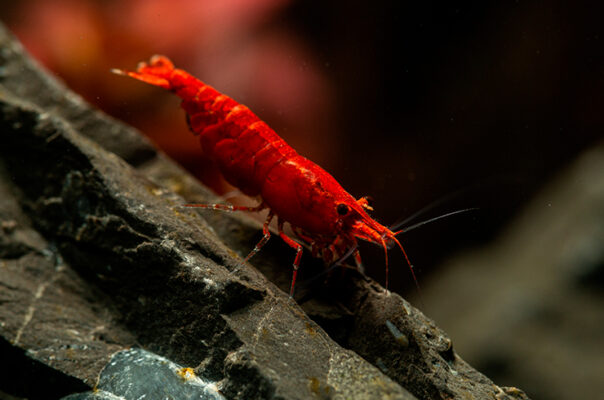 Креветка Красный огонь