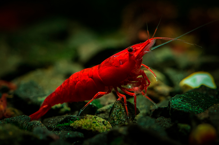 Креветка Красный огонь полностью оправдывает свое название