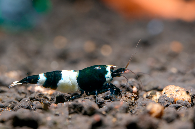 Креветка панда