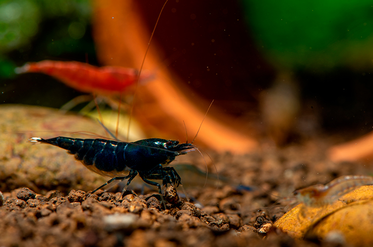 Креветки Кинг Конг хорошо уживаются с другими видами креветок