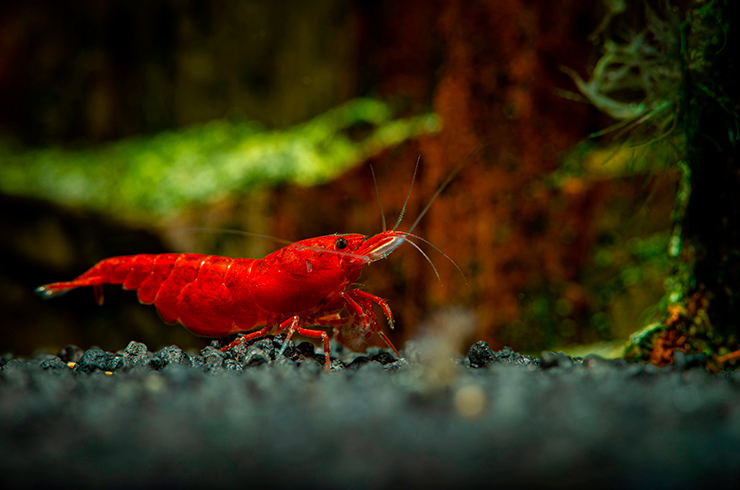 Креветки Красный огонь украсят любой тропический аквариум