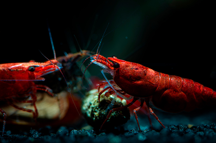 Креветки Красный огонь успешно размножаются в домашних условиях, быстро увеличивая свою популяцию