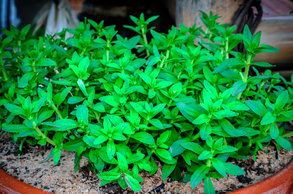 Лимнофила ароматика