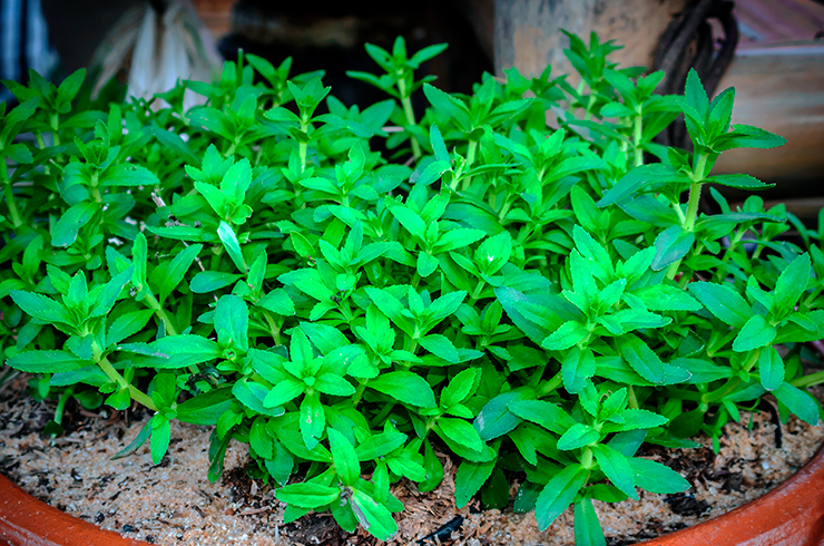 Лимнофила ароматика