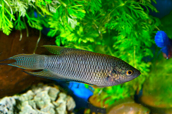 Макропод черный